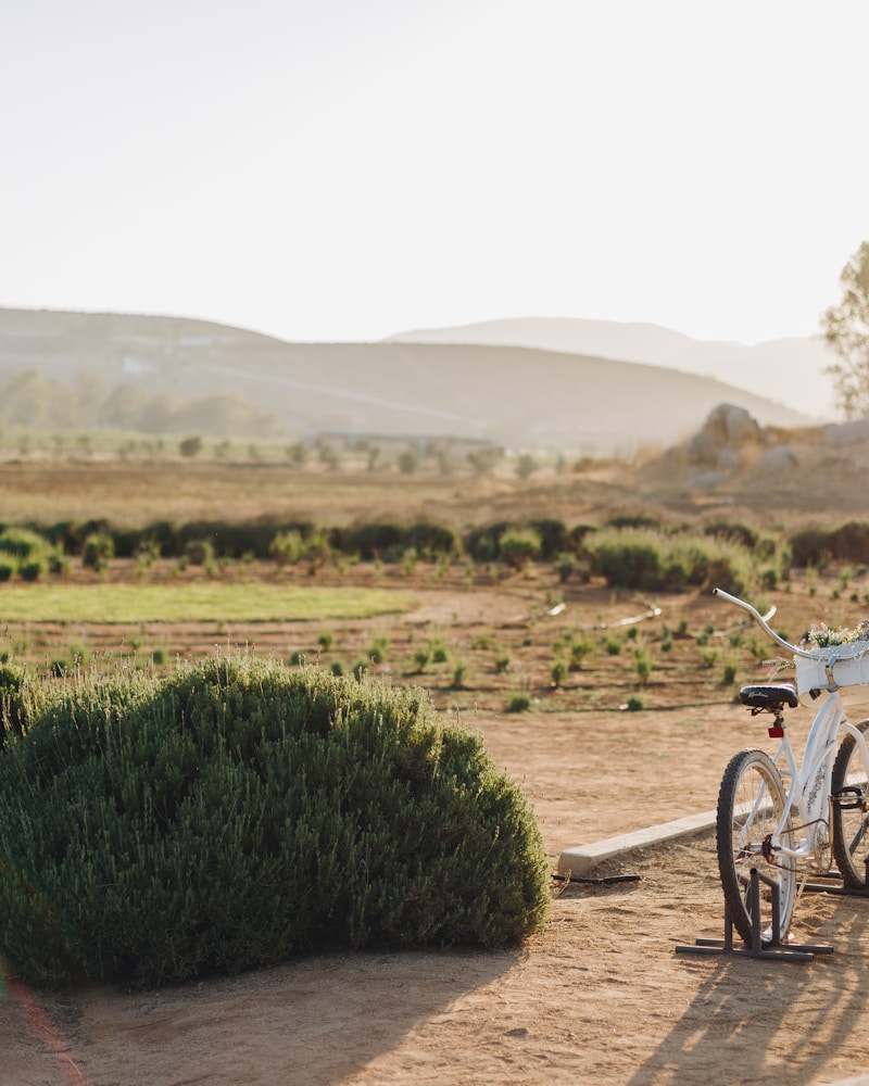 Baja California vineyard landscape – Baja Cali Tours