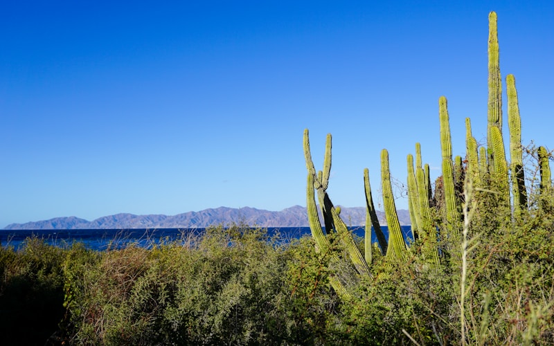 Valle de Guadalupe vineyards at sunset – wine tour Baja California